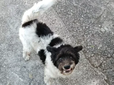 Cachorro é atacado por pitbull sem focinheira em São José