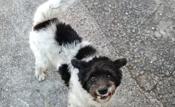Cachorro é atacado por pitbull sem focinheira em São José