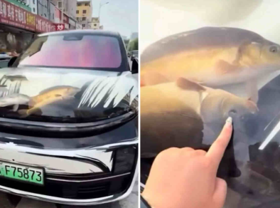 Homem transforma capô de carro em aquário com peixes vivos na China