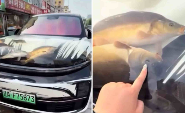 Homem transforma capô de carro em aquário com peixes vivos na China