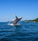 Para atrair turistas, Ilhabela lança nova campanha com “Robô Caiçara”