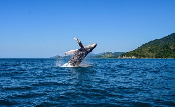 Turismo inteligente: Ilhabela cria robô com IA para dar dicas e roteiros a visitantes