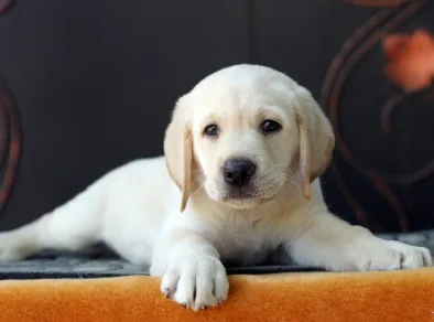 “Pet Day” será realizado no sábado (19) em São José