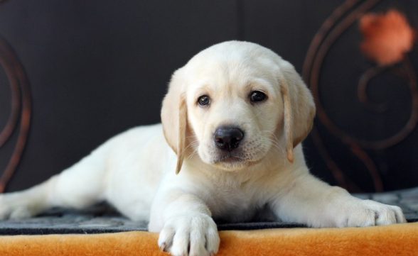 “Pet Day” será realizado no sábado (19) em São José