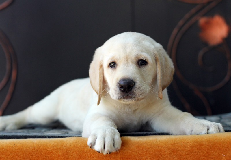 “Pet Day” será realizado no sábado (19) em São José