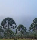 Campos do Jordão registra 0,4 °C nesta quarta (30) e bate novo…