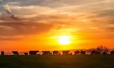 Empresário de SJCampos nega acusações e diz que modelo de investimento com bois foi transparente