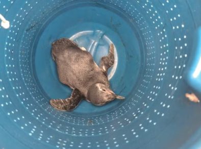 Pinguim encalhado é resgatado em Praia de Caraguatatuba