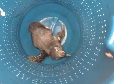 Pinguim encalhado é resgatado em Praia de Caraguatatuba