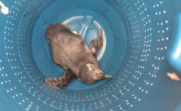 Pinguim encalhado é resgatado em Praia de Caraguatatuba