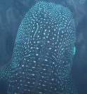 “O Maior Peixe do Mundo”: Avistamento de Tubarões-Baleia registra recorde em…
