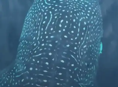 “O Maior Peixe do Mundo”: Avistamento de Tubarões-Baleia registra recorde em Ilhabela