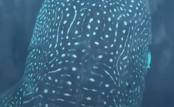 “O Maior Peixe do Mundo”: Avistamento de Tubarões-Baleia registra recorde em Ilhabela