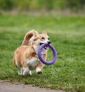 “Pet Day” acontece neste sábado (02) em São José com brindes…