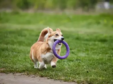 “Pet Day” acontece neste sábado (02) em São José com brindes e entrada gratuita