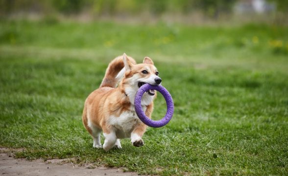 “Pet Day” acontece neste sábado (02) em São José com brindes e entrada gratuita
