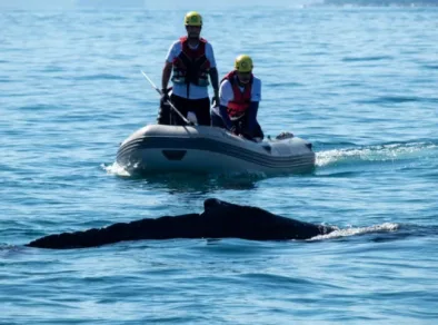 Baleia-jubarte é resgatada pela 2ª vez após se enroscar em rede de pesca em Ubatuba