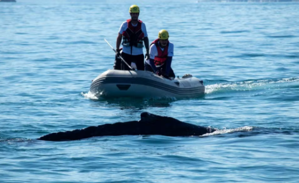 Baleia-jubarte é resgatada pela 2ª vez após se enroscar em rede de pesca em Ubatuba