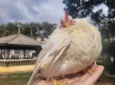 Dúzia de ovos da menor galinha do mundo é vendida por até R$ 3 mil em Pindamonhangaba