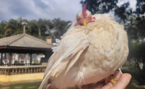 Dúzia de ovos da menor galinha do mundo é vendida por até R$ 3 mil em Pindamonhangaba