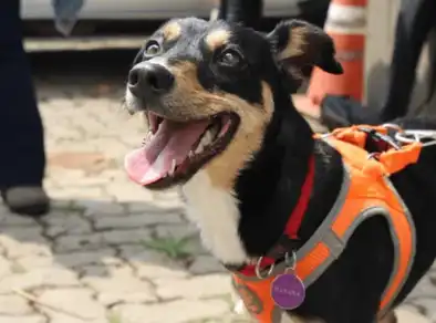De vira-lata abandonada a perita da Polícia Científica: Savana de SJCampos é a nova cadela perita em SP