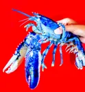Lagosta azul brilhante rara é capturada nos EUA