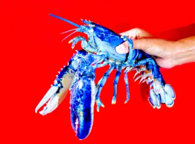 Lagosta azul brilhante rara é capturada nos EUA