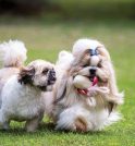 Encãotro de Shih-Tzu e Lhasa Apso acontece em agosto com entrada…