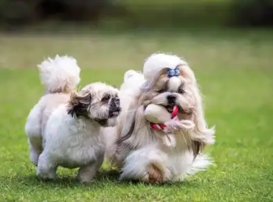 Encãotro de Shih-Tzu e Lhasa Apso acontece em agosto com entrada gratuita