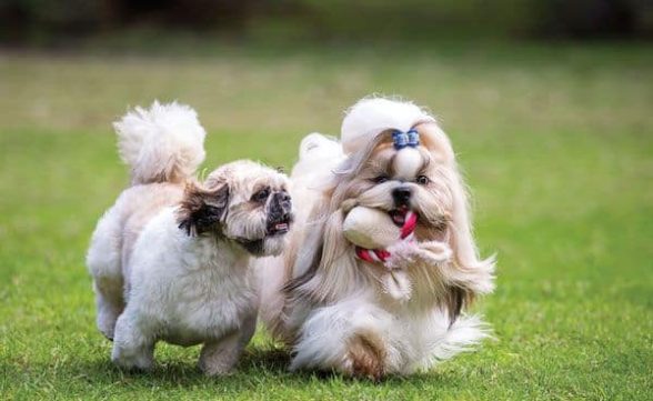 Encãotro de Shih-Tzu e Lhasa Apso acontece em agosto com entrada gratuita