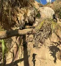 Laudo oficial confirma: cavalo mutilado em Bananal estava vivo durante agressão