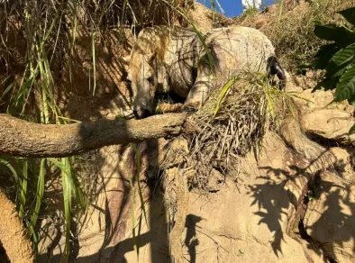 Laudo oficial confirma: cavalo mutilado em Bananal estava vivo durante agressão