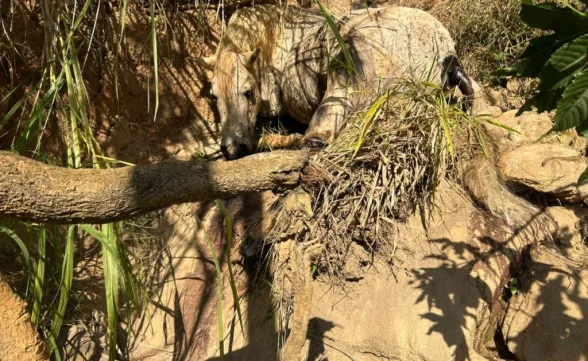 Laudo oficial confirma: cavalo mutilado em Bananal estava vivo durante agressão