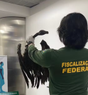 Aeroporto de Guarulhos barra carga de 102 kg com ratos empalados…