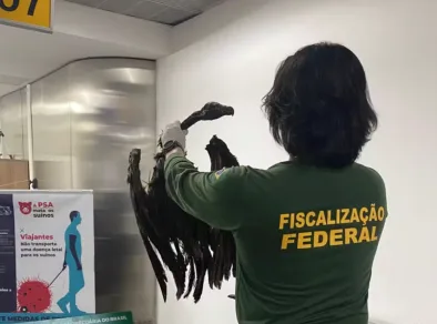 Aeroporto de Guarulhos barra carga de 102 kg com ratos empalados e abutres mortos
