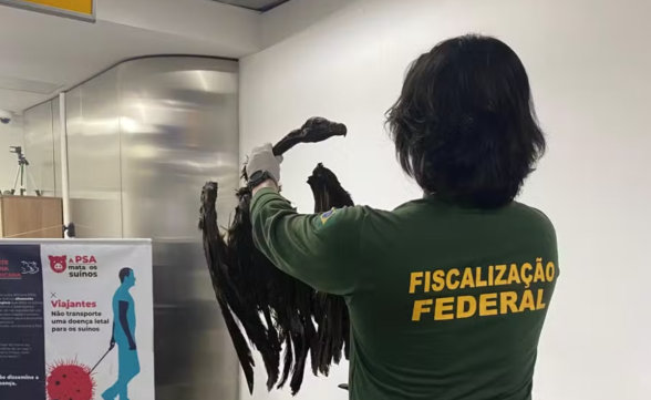 Aeroporto de Guarulhos barra carga de 102 kg com ratos empalados e abutres mortos