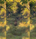 Onça cruza caminho com tamanduá em momento raro no Pantanal
