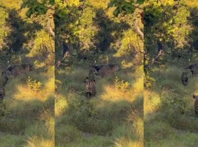 Onça cruza caminho com tamanduá em momento raro no Pantanal
