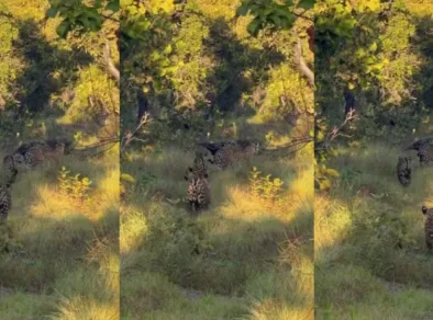 Onça cruza caminho com tamanduá em momento raro no Pantanal