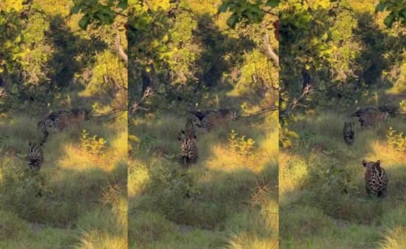 Onça cruza caminho com tamanduá em momento raro no Pantanal