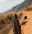 MP denuncia homem que mutilou as patas do cavalo em Bananal…