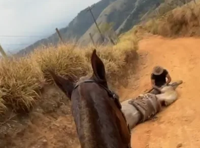 MP denuncia homem que mutilou as patas do cavalo em Bananal para a Justiça