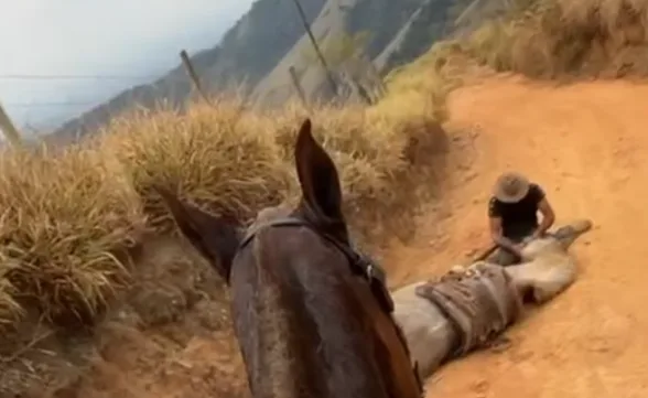 MP denuncia homem que mutilou as patas do cavalo em Bananal para a Justiça