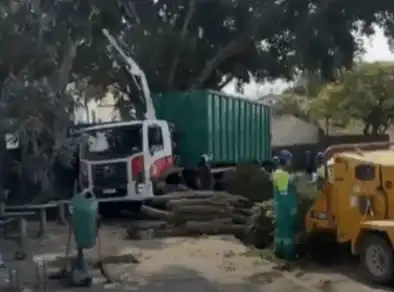 Corte de árvores no bairro Urbanova gera protesto de ambientalistas
