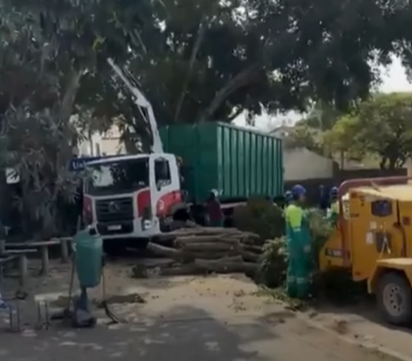 Corte de árvores no bairro Urbanova gera protesto de ambientalistas
