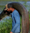 Pele de peixe gigante da Amazônia vira bolsa de luxo, mas…