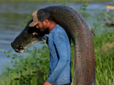 Pele de peixe gigante da Amazônia vira bolsa de luxo, mas o lucro não chega aos pescadores