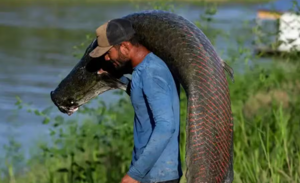 Pele de peixe gigante da Amazônia vira bolsa de luxo, mas o lucro não chega aos pescadores