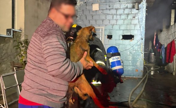 Bombeiros resgatam oito cães de incêndio em casa na Zona Oeste de São José