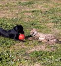 Filhote de cachorro vira “irmão adotivo” de guepardo em zoológico nos…